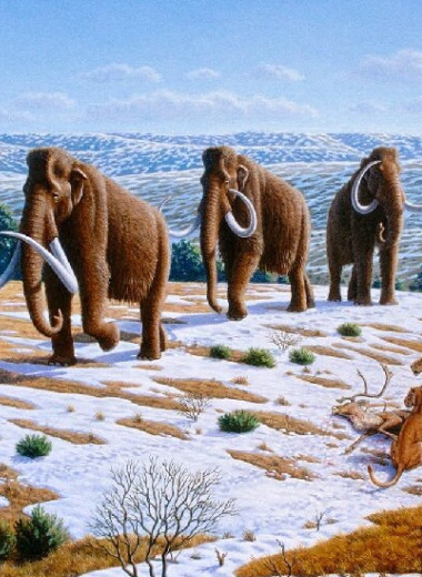 11000 лет назад мамонтов в Европе погубили не люди, а леса
