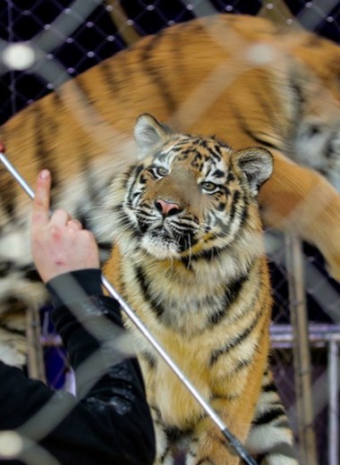 Визитная карточка дремучей России: что происходило с животными в закрытых на карантин цирках