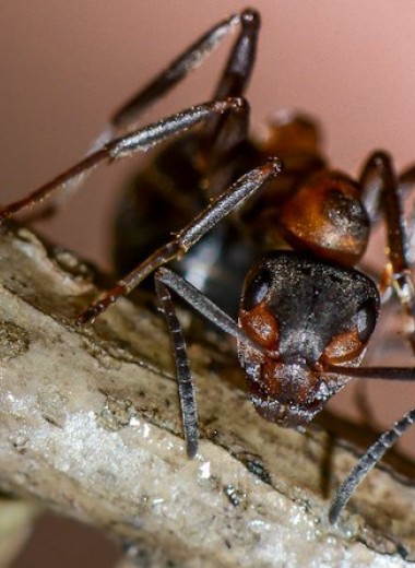 Правая и левая антенны обеспечили муравьям память разной длительности