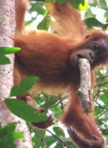 Социальное обучение позволило орангутанам освоить взрослый пищевой рацион к девяти годам