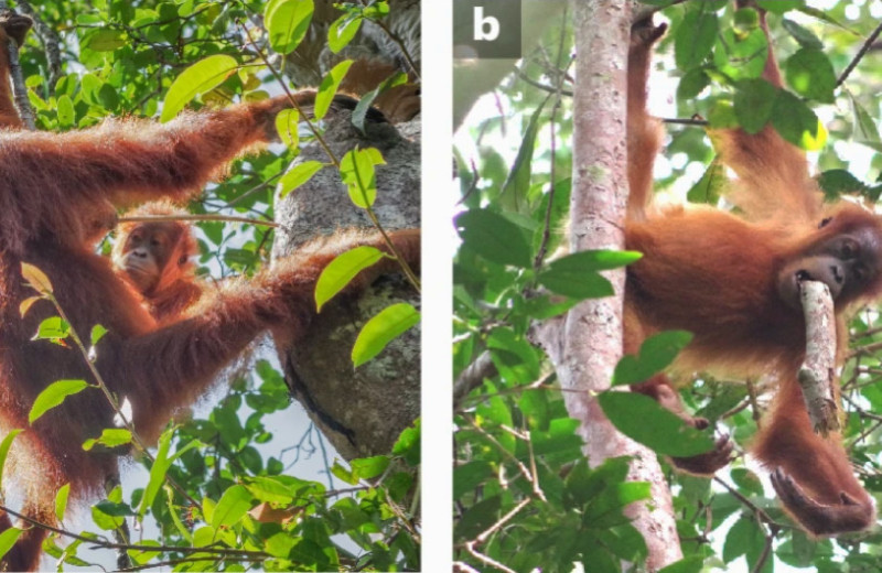Социальное обучение позволило орангутанам освоить взрослый пищевой рацион к девяти годам