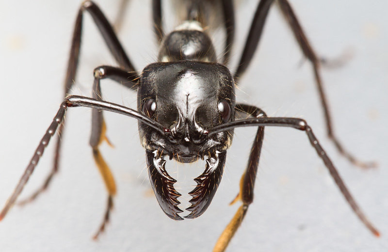 10 самых невероятных видов муравьев