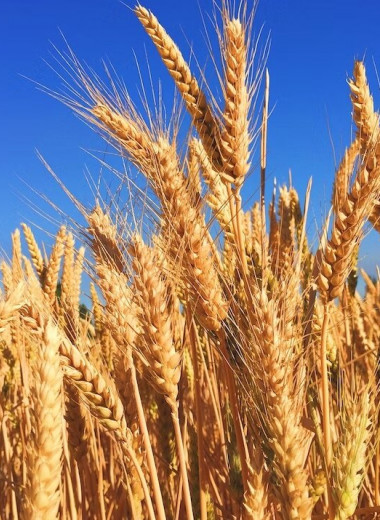 Полудикая пшеница приносит большие урожаи в жару и засуху