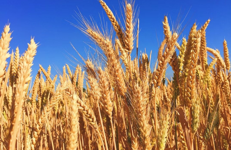 Полудикая пшеница приносит большие урожаи в жару и засуху