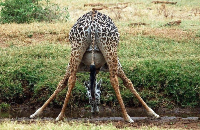 Зачем жирафы пьют мочу, а курицы меняют пол: 5 странных повадок животных, о которых вы раньше не знали