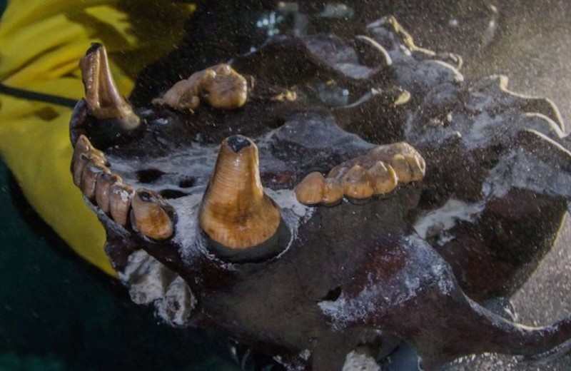 Челюсть гигантского медведя и другие находки из подводной пещеры