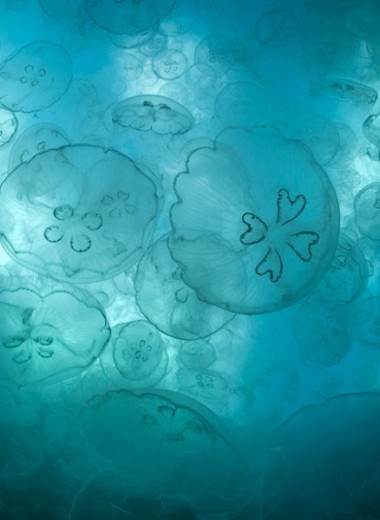Залив, населенный медузами: видео