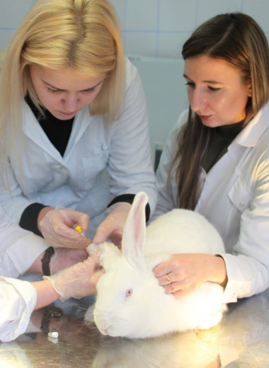 Не только ценный мех: в России впервые в мире создали трехпородного кролика