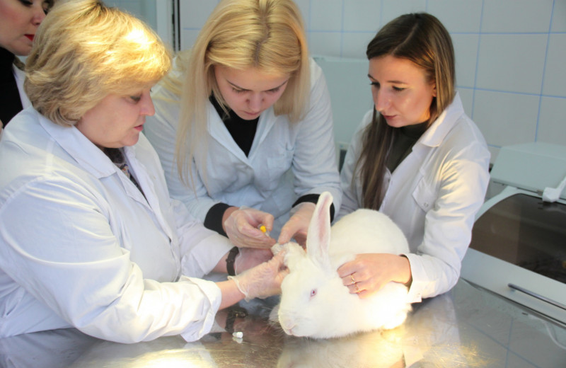 Не только ценный мех: в России впервые в мире создали трехпородного кролика