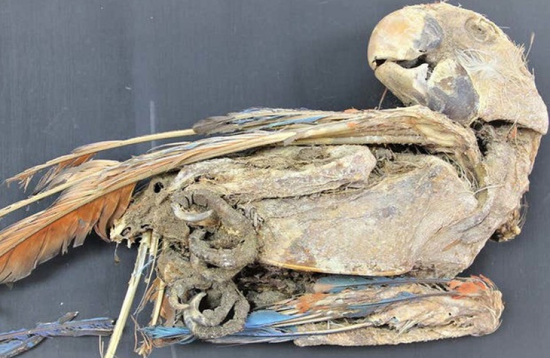 Древних индейцев Атакамы уличили в покупке и содержании попугаев из Амазонии