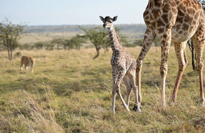 Жираф защищает новорожденного детеныша от львицы: трагическое видео