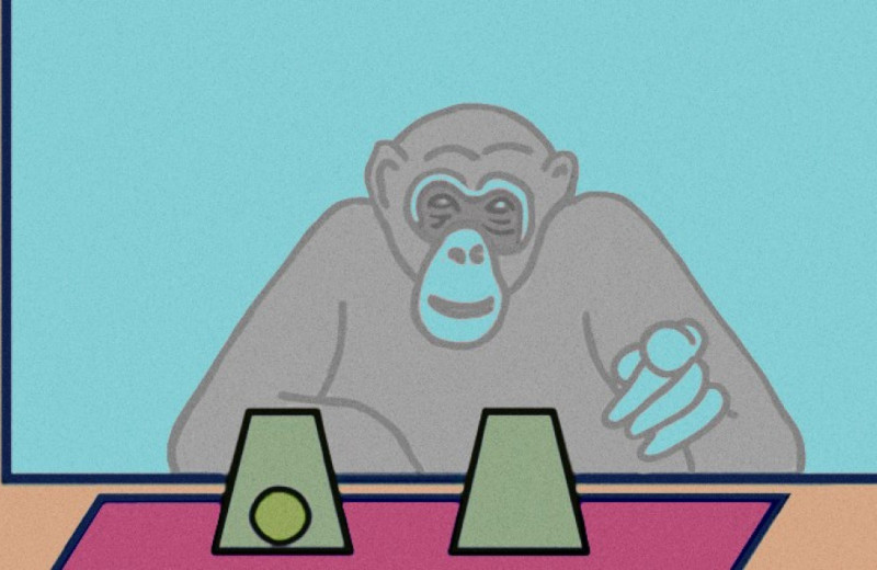 Шимпанзе верно оценили вероятности