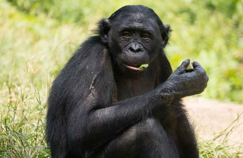 Соседние группы бонобо предпочли охотиться на разную дичь
