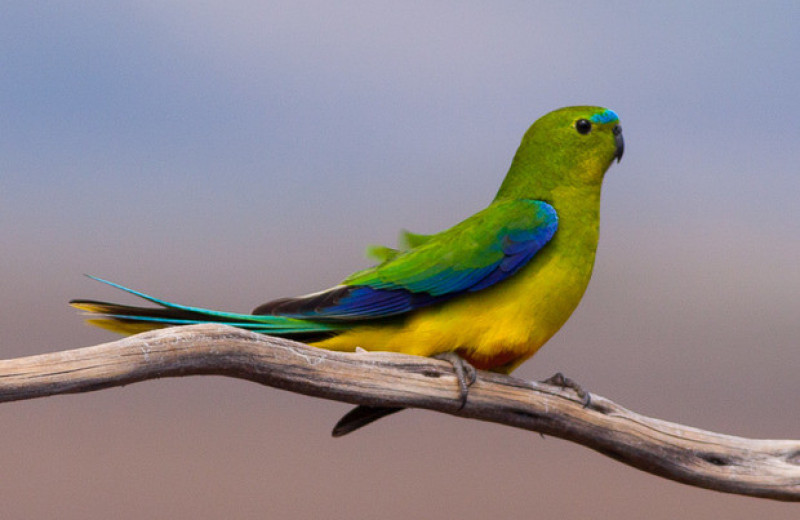 Орнитологи насчитали рекордное количество редчайших австралийских попугайчиков