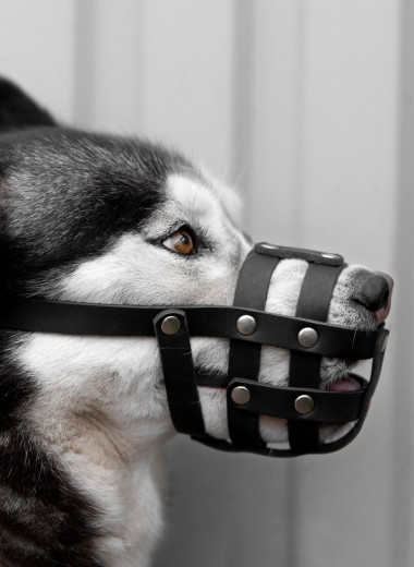 Психология амуниции: влияют ли ошейник и намордник на психологическое состояние собаки