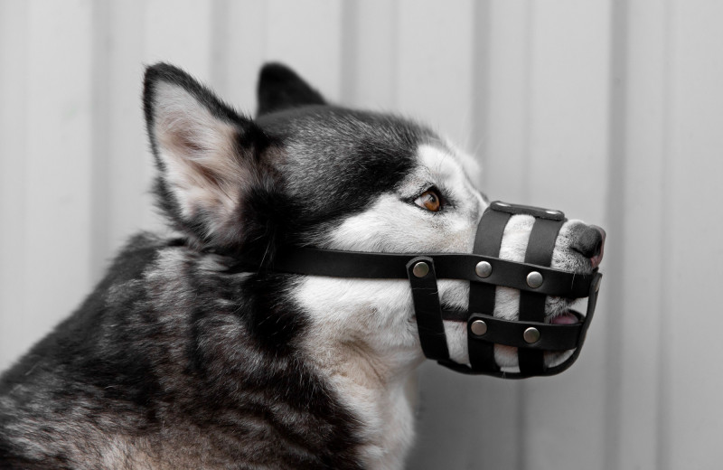 Психология амуниции: влияют ли ошейник и намордник на психологическое состояние собаки