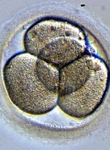Эмбрион человека при развитии постоянно нарушает симметрию