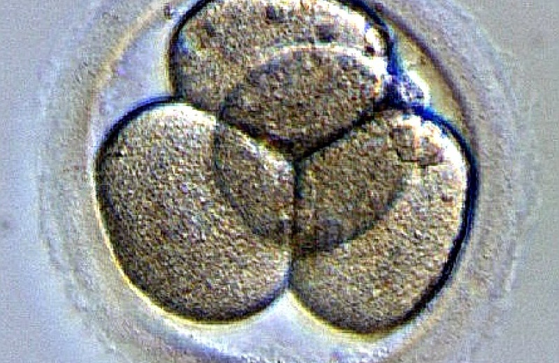 Эмбрион человека при развитии постоянно нарушает симметрию