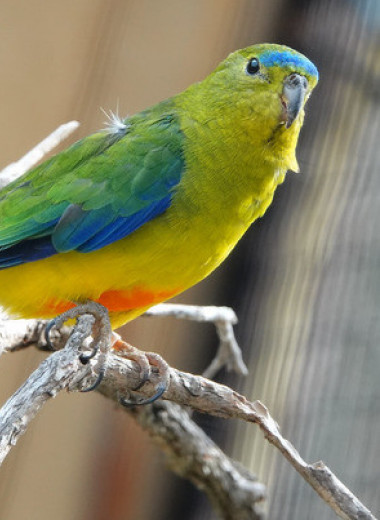 Редчайшие австралийские попугайчики вывели рекордное количество птенцов