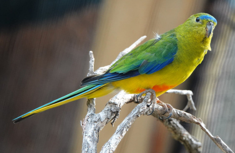 Редчайшие австралийские попугайчики вывели рекордное количество птенцов
