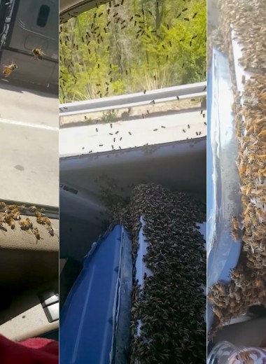 Пасечник проехал 65 километров с тысячами пчел в кабине: видео