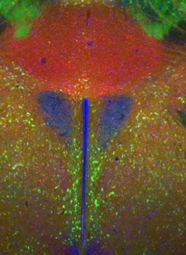«Зеркальные нейроны» срабатывают во время мышиных схваток