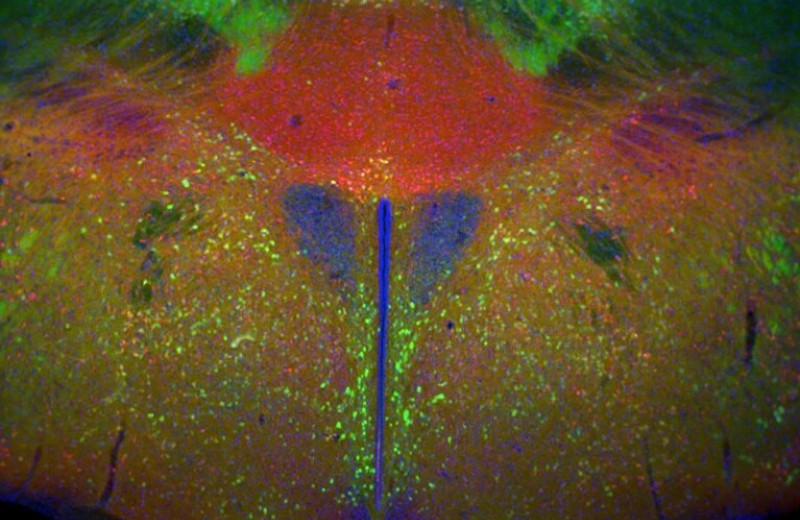 «Зеркальные нейроны» срабатывают во время мышиных схваток