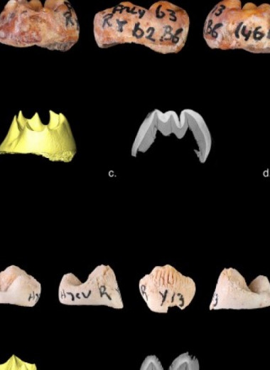 Среди старых находок из памятника Грот-дю-Ренн обнаружили два неандертальских зуба