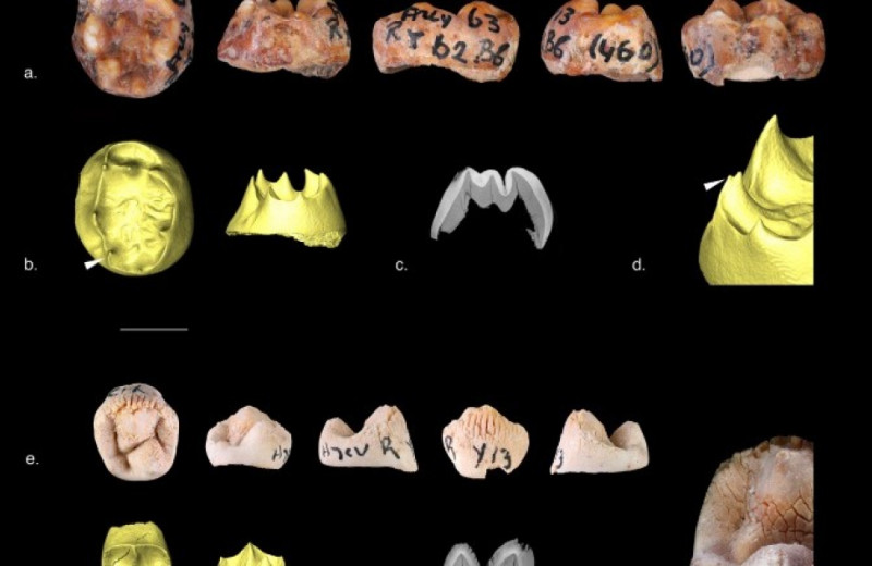 Среди старых находок из памятника Грот-дю-Ренн обнаружили два неандертальских зуба