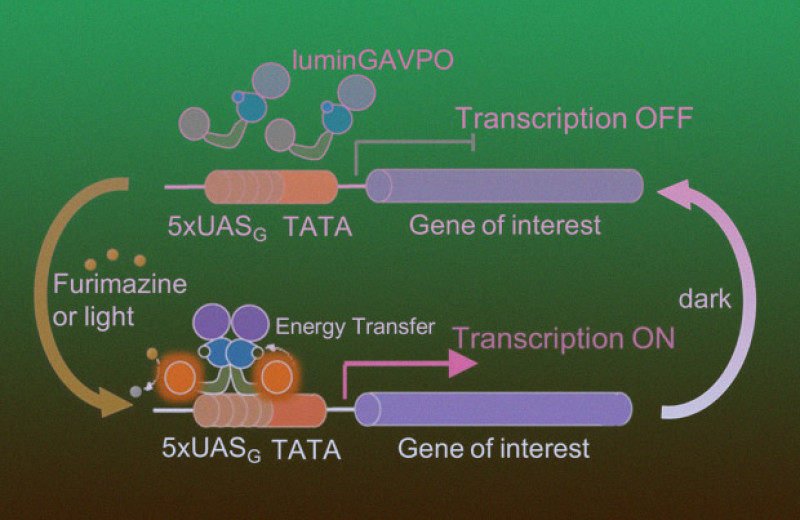 Ген pai 1. Выбор системы экспрессии белков. Лаборатория экспрессии белка. Ген pai 1 клетки экспрессирующие белок. +Паттерн экспрессии белка s100.
