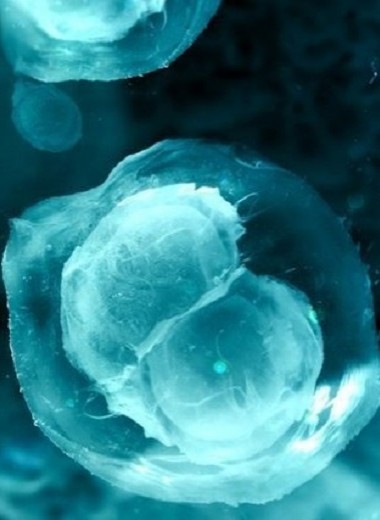 Созданы клеточные пластыри из стволовых клеток для лечения ишемии