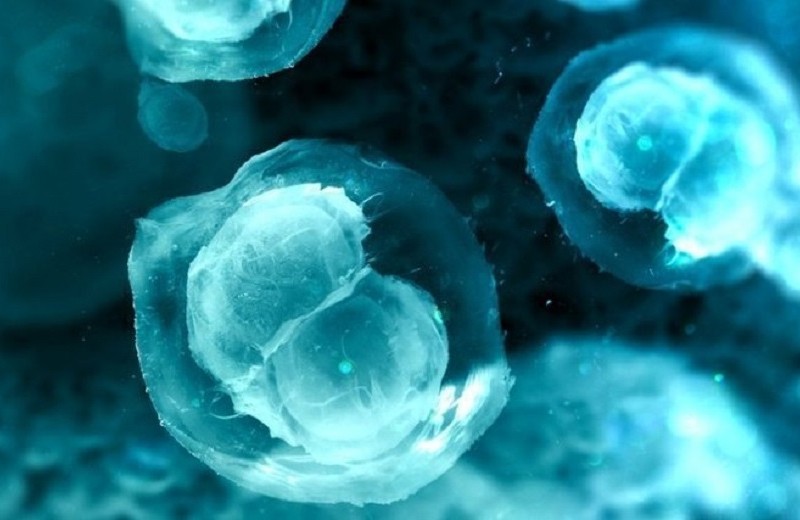 Созданы клеточные пластыри из стволовых клеток для лечения ишемии