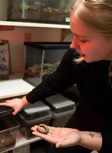 Редкий вид многоножек из Флориды впервые размножился в неволе