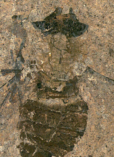 Палеонтологи реконструировали последнюю трапезу эоценовой мухи-длиннохоботницы