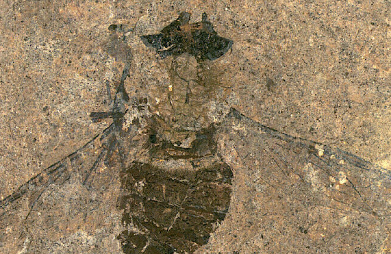 Палеонтологи реконструировали последнюю трапезу эоценовой мухи-длиннохоботницы