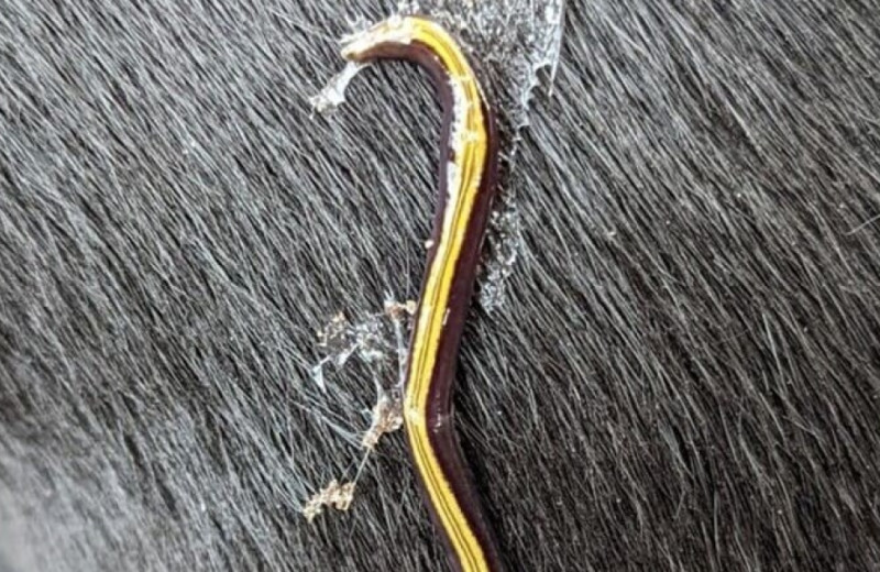 Австралийские планарии расселились по Франции верхом на кошках и собаках