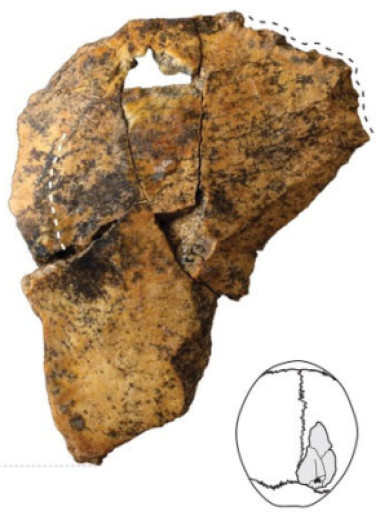 Антропологи описали три куска черепа Homo antecessor