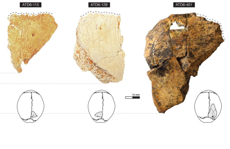 Антропологи описали три куска черепа Homo antecessor