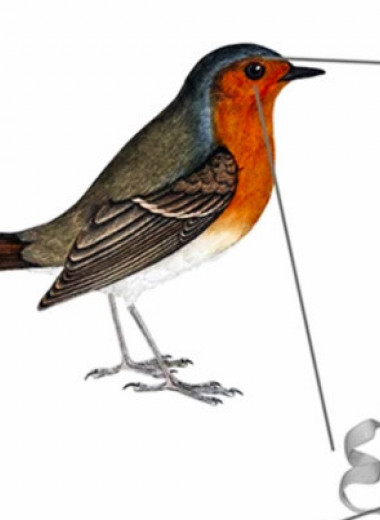 Физики оценили роль квантовой когерентности в работе птичьего компаса
