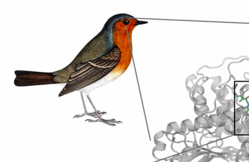 Физики оценили роль квантовой когерентности в работе птичьего компаса