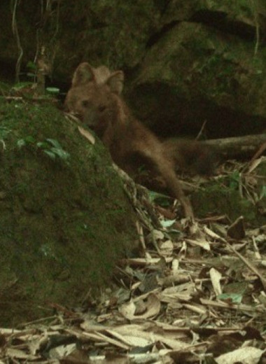 Красного волка заметили во Вьетнаме впервые за 20 лет