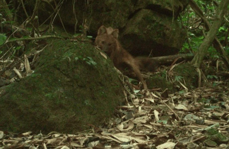Красного волка заметили во Вьетнаме впервые за 20 лет