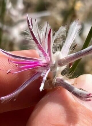 Считавшийся вымершим австралийский кустарник переоткрыли почти 60 лет спустя