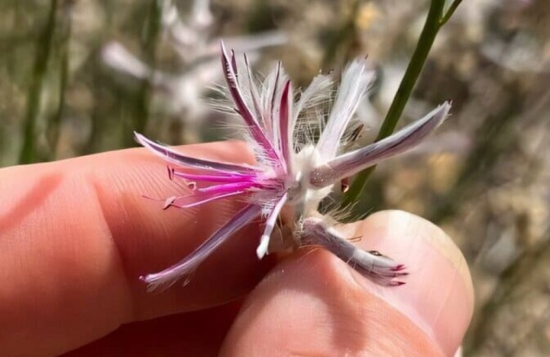 Считавшийся вымершим австралийский кустарник переоткрыли почти 60 лет спустя