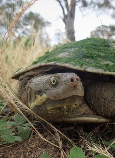 Черепахи оказались санитарами австралийских рек