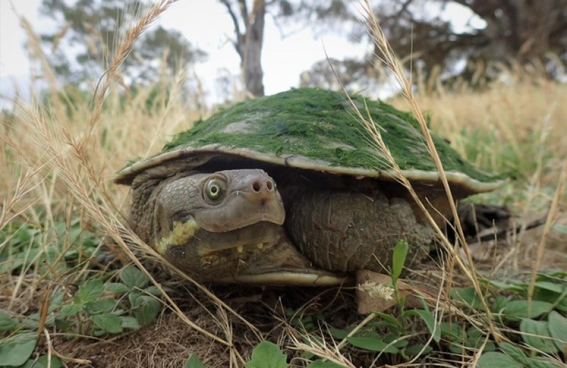 Черепахи оказались санитарами австралийских рек