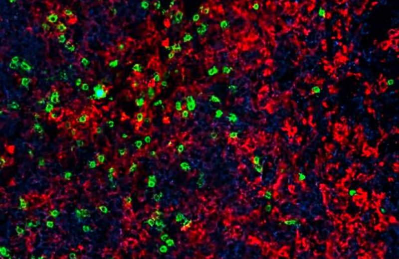 Сочетание иммунопрепарата и CAR-T-лимфоцитов сохранило жизнь мышам с онкозаболеваниями