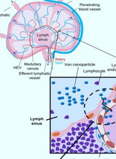 В лимфоузлах мышей нашли лимфовенозные шунты