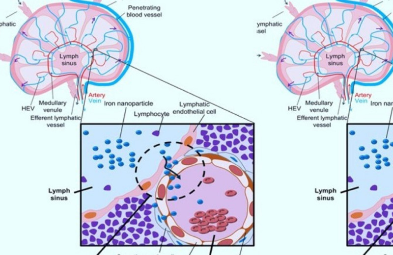 В лимфоузлах мышей нашли лимфовенозные шунты