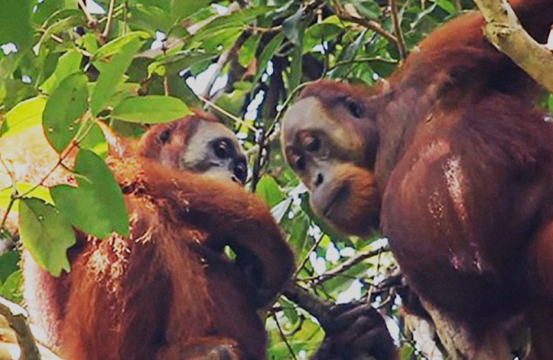 Орангутаны-мигранты позаимствовали пищевые привычки у местных